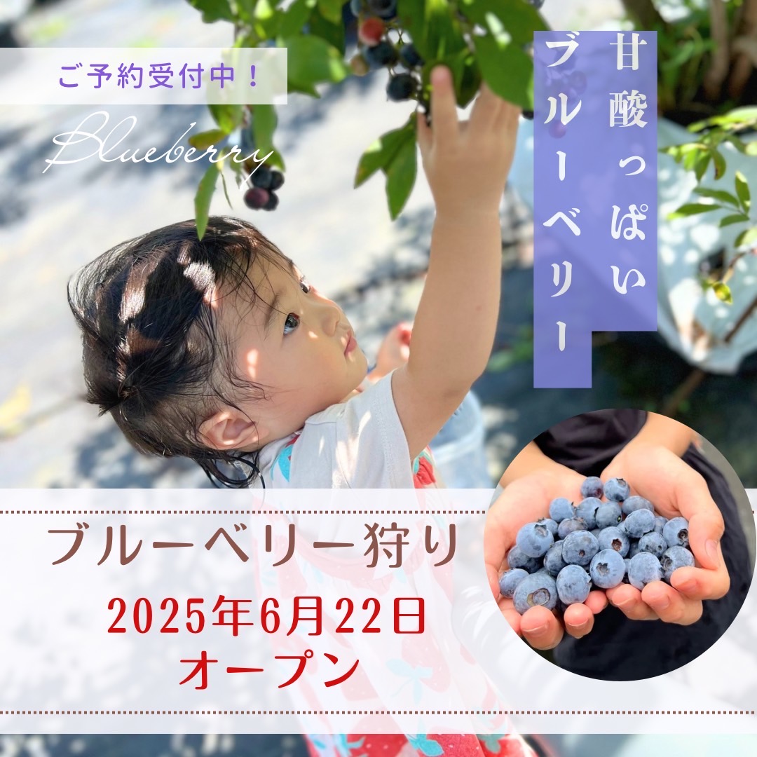 2025年ブルーベリー狩り開催期間