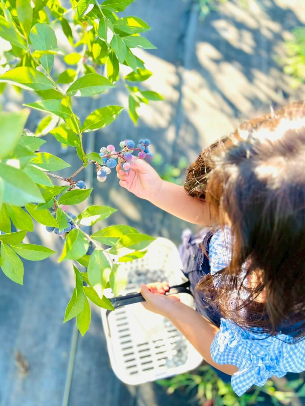 美咲ブルーファーム寒竹