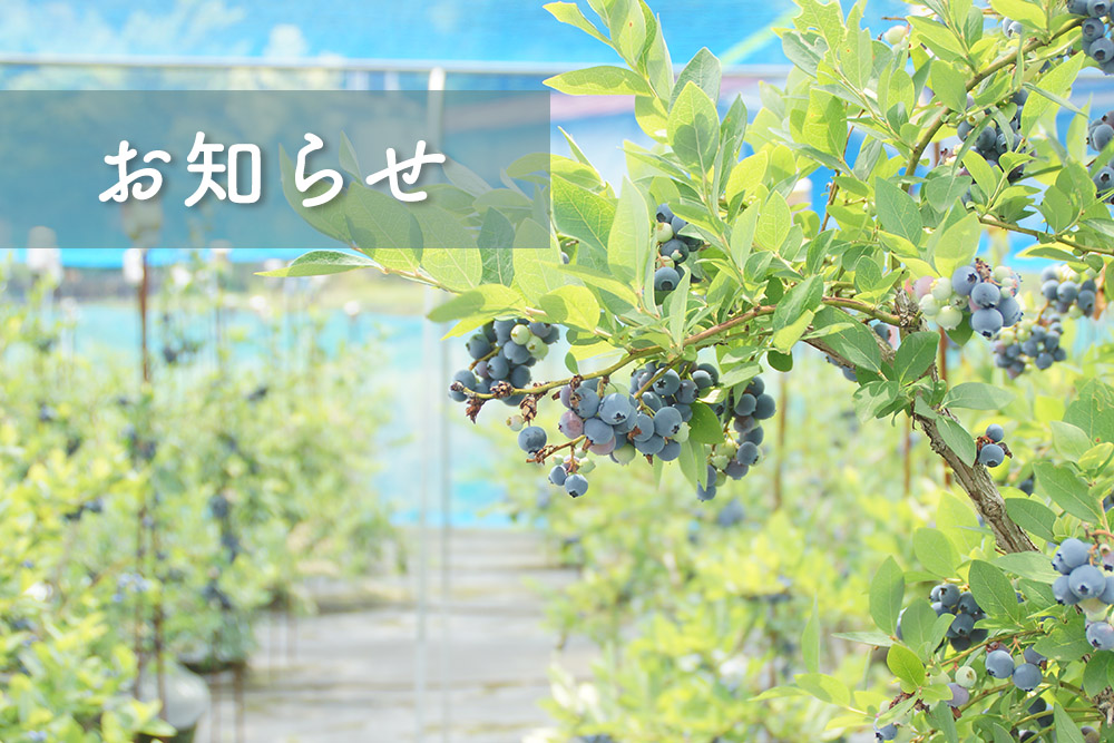 お知らせ