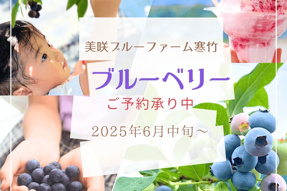 ブルーベリー生果贈答用販売を行っています